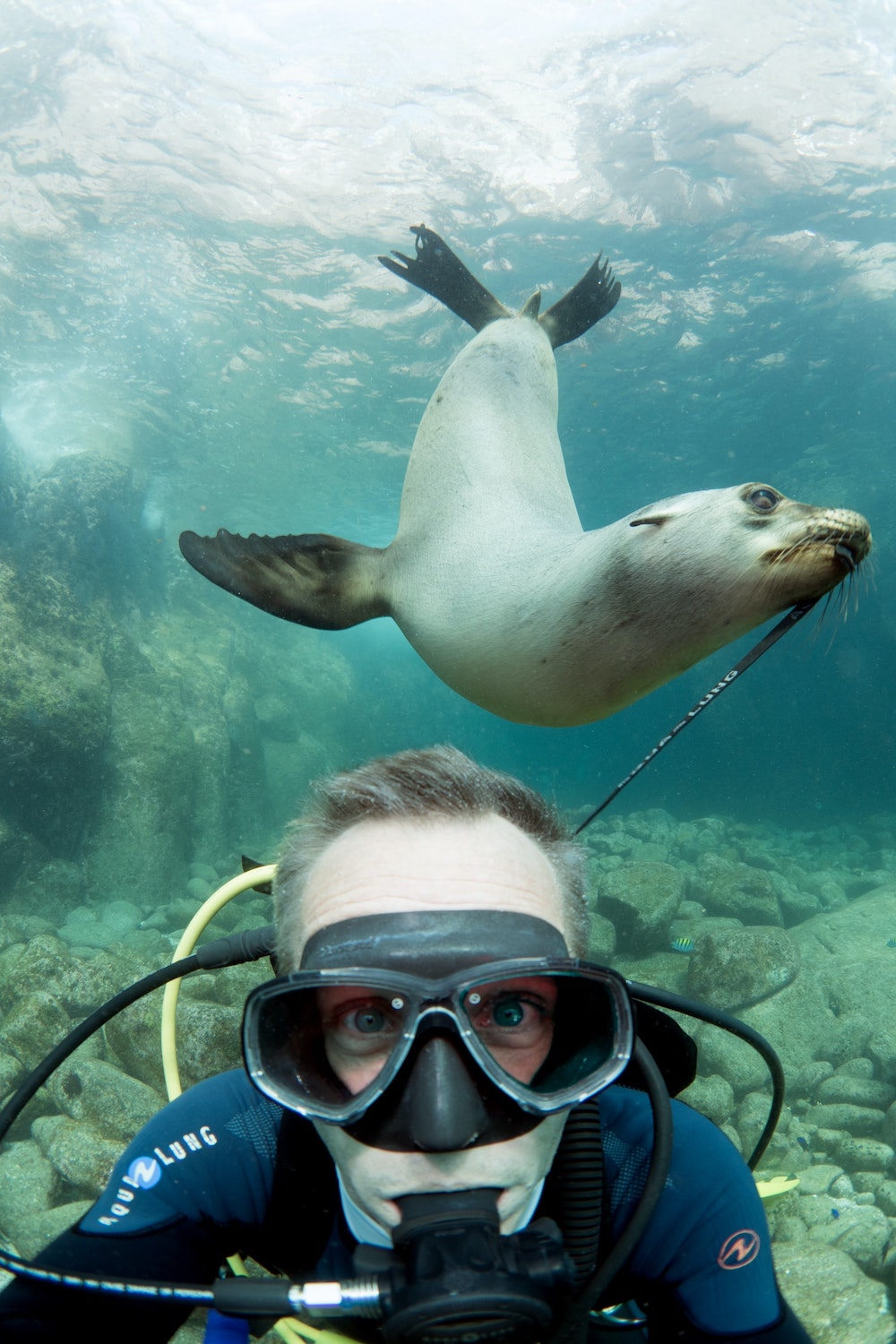Scuba diving with sea lion California